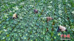 贵州黔西：采收蔬菜供应大湾区